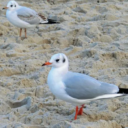 아파트 Glienbergweg 24b 1 *